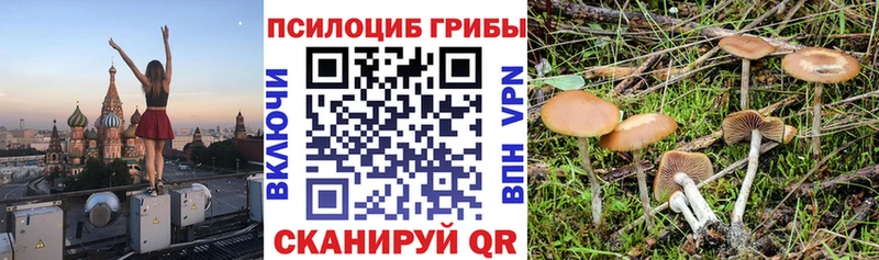 Псилоцибиновые грибы Psilocybine cubensis  ссылка на мегу как зайти  Каменногорск 